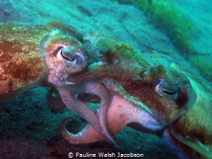 Broadclub Cuttlefish Mating, Lembeh, Indonesia by Pauline Walsh Jacobson 